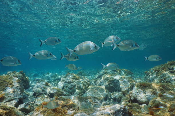 istock Sargo seabream fish underwater Mediterranean sea 1174452974
