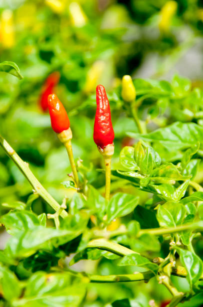 istock Shimatogarashi, Capsicum frutescens L. Chilli Pepper. 1174453190