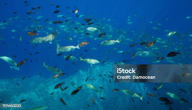 Shoal Of Fishes Underwater In Mediterranean Sea Stock Photo - Download Image Now - Animal, Animal Wildlife, Animals In The Wild - iStock Shoal Of Fishes Underwater In Mediterranean Sea Stock Photo - Download Image Now - Animal, Animal Wildlife, Animals In The Wild - iStock