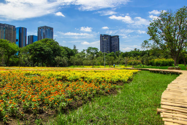 istock colorful zinnia elegans flowers 1174453424