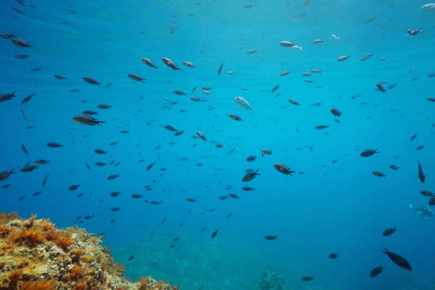 istock Shoal of small fish Mediterranean sea 1174453647