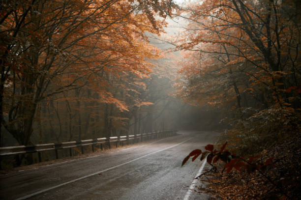 strada asfaltata nella foresta aunumnal sotto la pioggia - meteorology rain fog forest foto e immagini stock