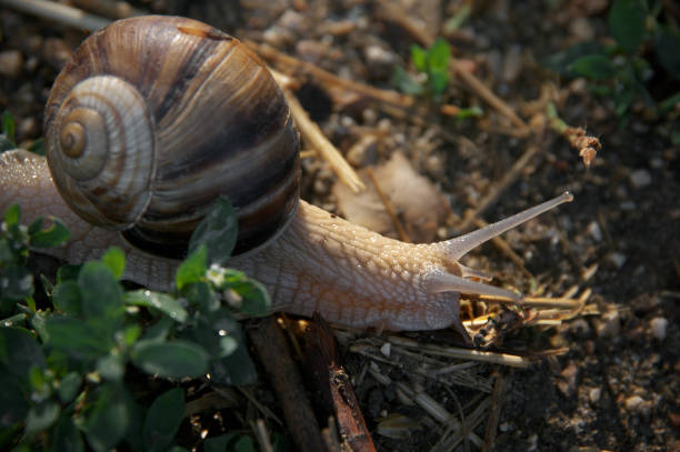 istock Close-up of snail on ground 1174454508