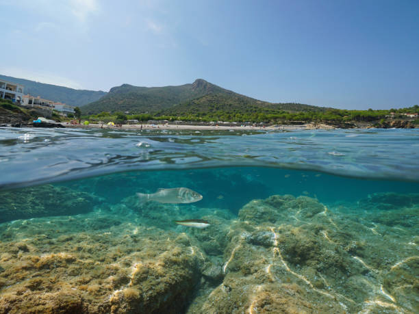 istock Spain coastline fish Mediterranean sea Costa Brava 1174454860