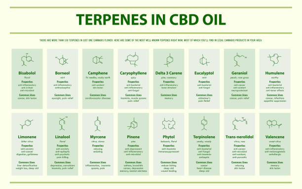 illustrations, cliparts, dessins animés et icônes de terpenes dans l'huile de cbd avec des formules structurelles infographie horizontale - sublingual