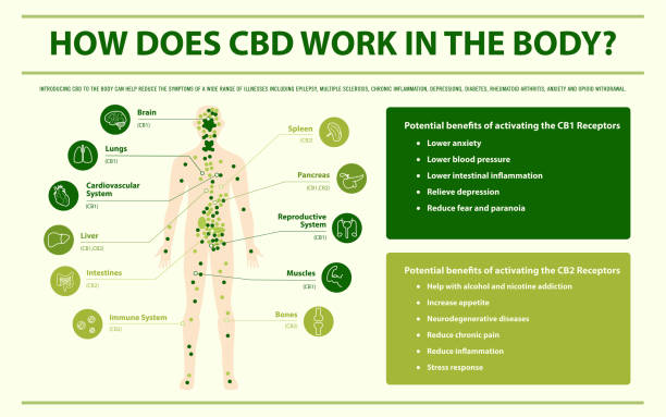 illustrations, cliparts, dessins animés et icônes de comment fonctionne cbd dans l'infographie horizontale du corps - sublingual