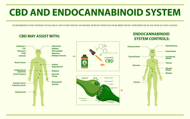 CBD and Endocannabinoid System horizontal infographic CBD and Endocannabinoid System horizontal infographic illustration about cannabis as herbal alternative medicine and chemical therapy, healthcare and medical science vector. brain eater stock illustrations