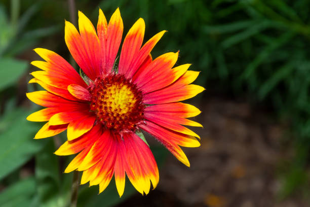 gaillardia pulchella (ruota a fuoco, coperta indiana, fiori di coperta indiana o sundance) fioriscono sotto il sole in ontario, canada. copiare lo spazio a destra. - gaillardia pulchella foto e immagini stock