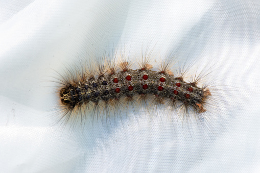 Lymantria dispar, the gypsy moth caterpiller at Pinery Provincial Park, Ontario Canada on a white background.