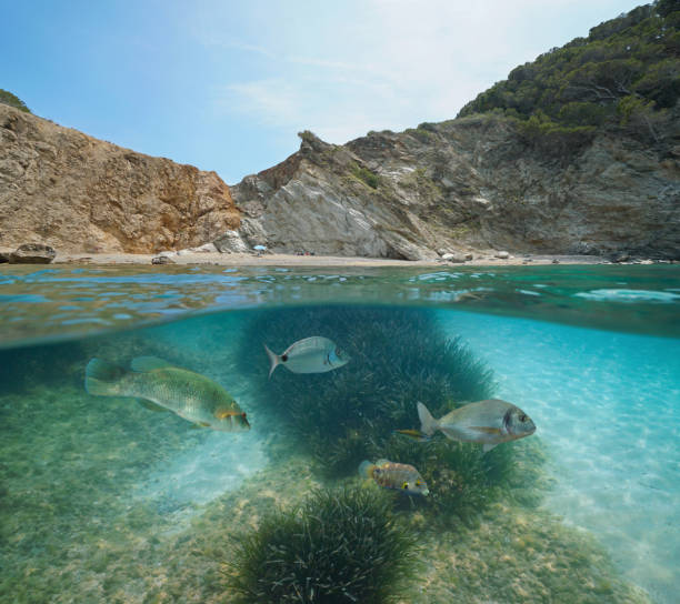 istock Spain coastline fish underwater Mediterranean sea 1174459805