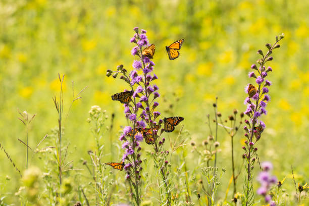 motyle monarchy - wildlife nature prairie animal zdjęcia i obrazy z banku zdjęć