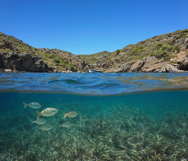 istock Spain Mediterranean boat with fish and sea grass 1174463577