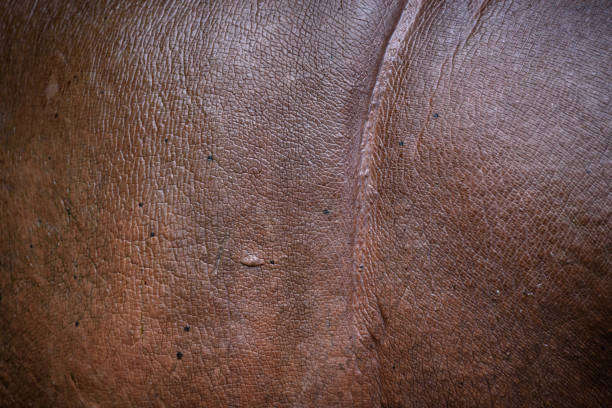 Hippo skin texture background, Hippopotamus