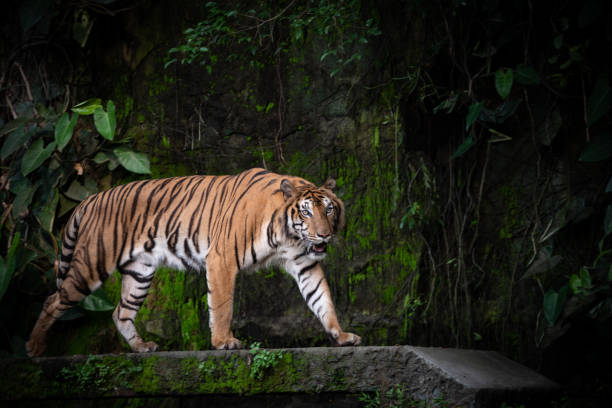 istock Bengal Tiger, large carnivore wildlife in forest 1174465013