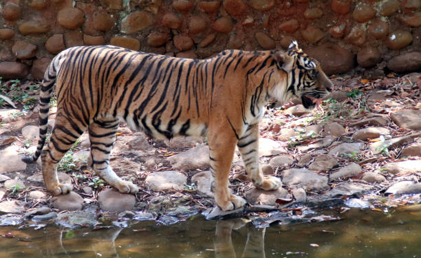 tiger – sumatra, indonezja - tiger animal sumatran tiger endangered species zdjęcia i obrazy z banku zdjęć