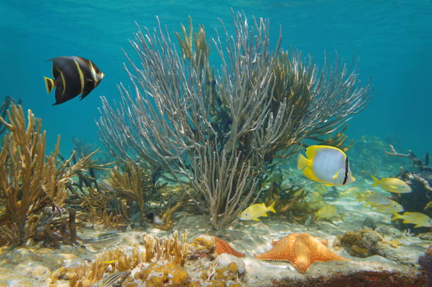 istock Underwater life Caribbean sea soft coral and fish 1174465097