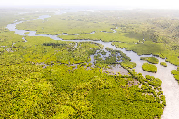 istock Mangroves, top view. Mangrove forest and winding rivers 1174465880