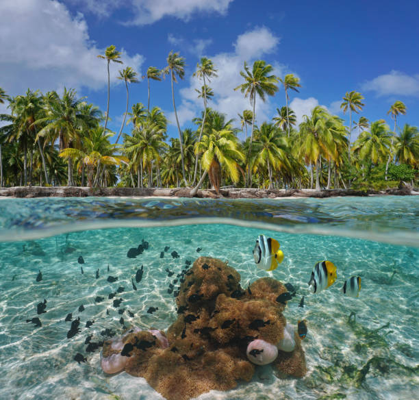 istock Tropical coast sea anemones and fish underwater 1174467015