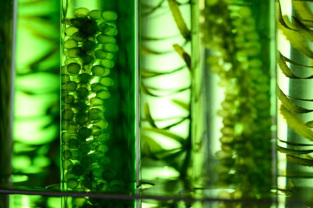 текстурный фон водорослей, исследования в лабораториях, концепция биотехнологической науки - algae стоковые фото и изображения