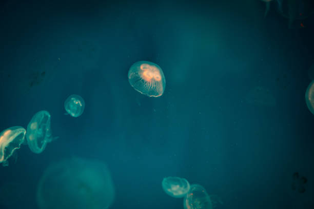 istock jellyfish in blue water, sea life 1174468668