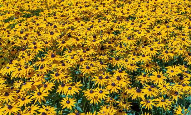istock Close up flowers (Echinacea) on a sunny summer day, Natural background 1174468829