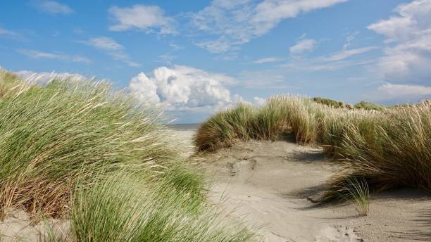 istock Dune and beach landscape at the North Sea 1174470078