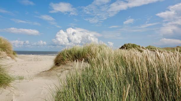 istock Dune and beach landscape at the North Sea 1174470135