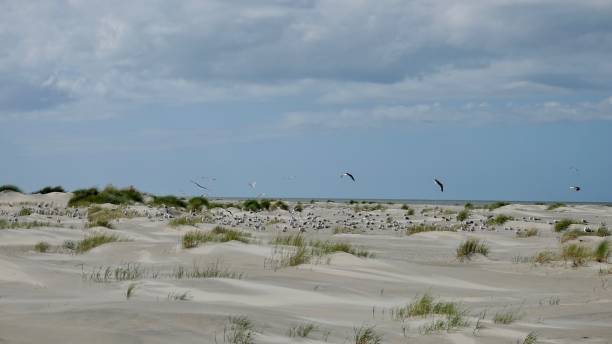 istock Dune and beach landscape at the North Sea 1174470235