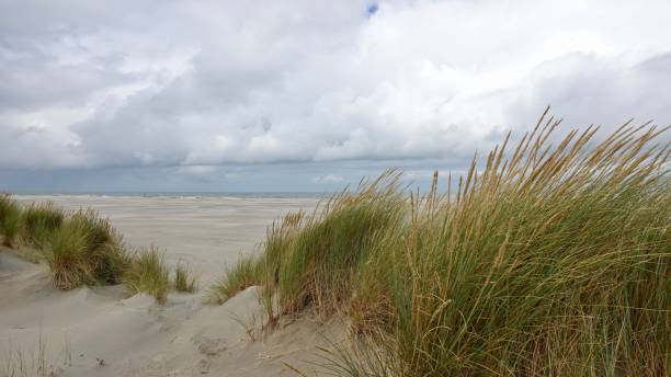 istock Dune and beach landscape at the North Sea 1174470237