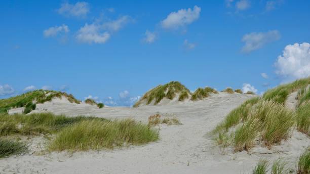 istock Dune and beach landscape at the North Sea 1174470302