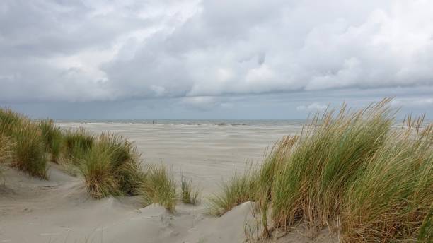 istock Dune and beach landscape at the North Sea 1174470356