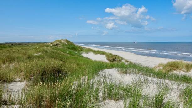 istock Dune and beach landscape at the North Sea 1174470495
