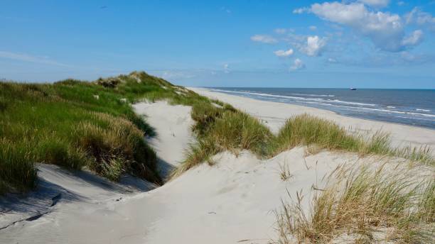 istock Dune and beach landscape at the North Sea 1174470581