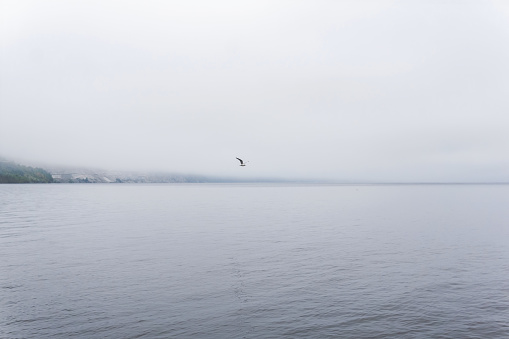 lonely seagull flies over the water in the morning fog