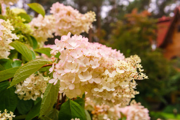pink hydrangea flowers close-up inflorescence of white-pink panicled hydrangea flowers close-up panicle stock pictures, royalty-free photos & images