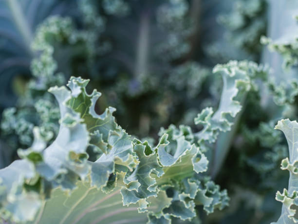 istock leaves of a growing cabbage plant. Deciduous patterns 1174472018