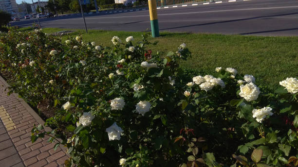 istock Sumptuous, white rose shrubs between a paved walkway & a road. 1174472318