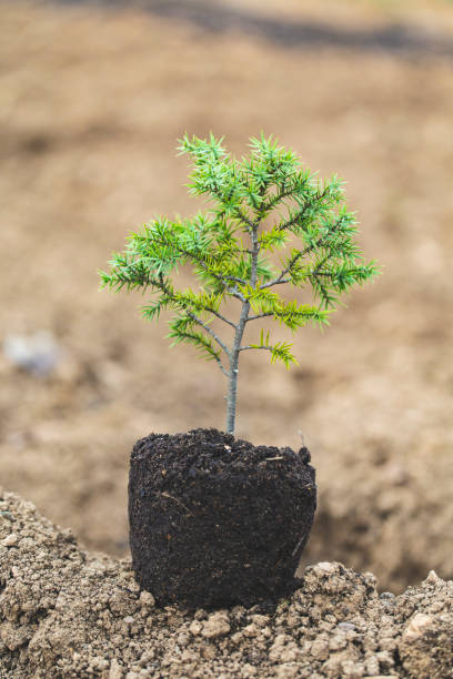 istock Tree in palm of hand 1174473181