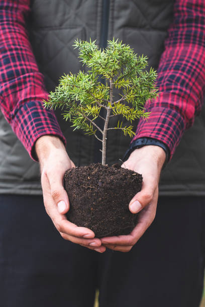 drzewo w dłoni - planting tree human hand women zdjęcia i obrazy z banku zdjęć