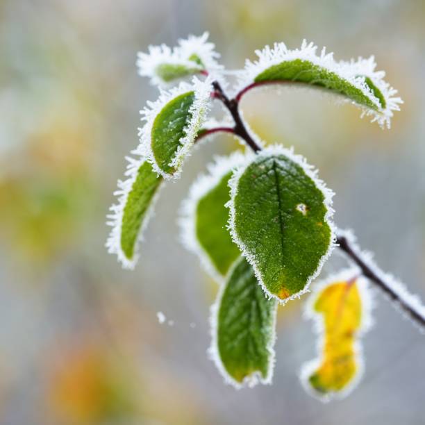 istock Frozen plants in winter with the hoar-frost 1174473429