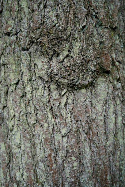 istock Close up of tree bark 1174473932