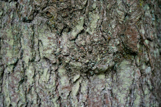 istock Close up of tree bark 1174473947