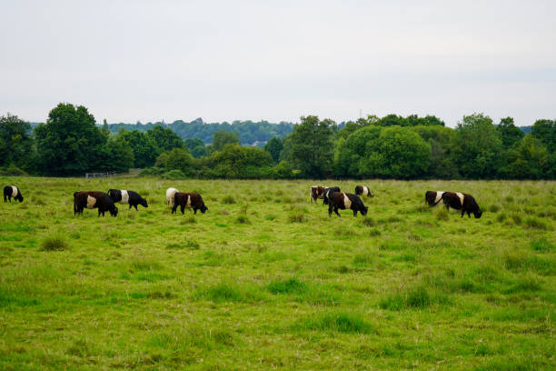 istock Lots of cows in a green pasture 1174474080