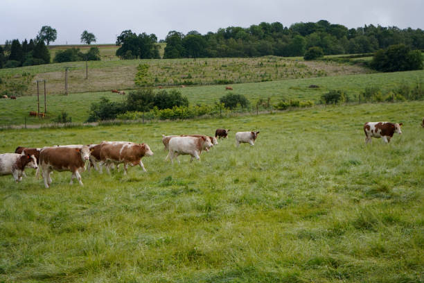 istock Lots of cows in a green pasture 1174474106