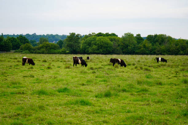 istock Lots of cows in a green pasture 1174474639