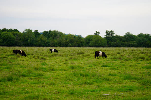 istock Lots of cows in a green pasture 1174474754