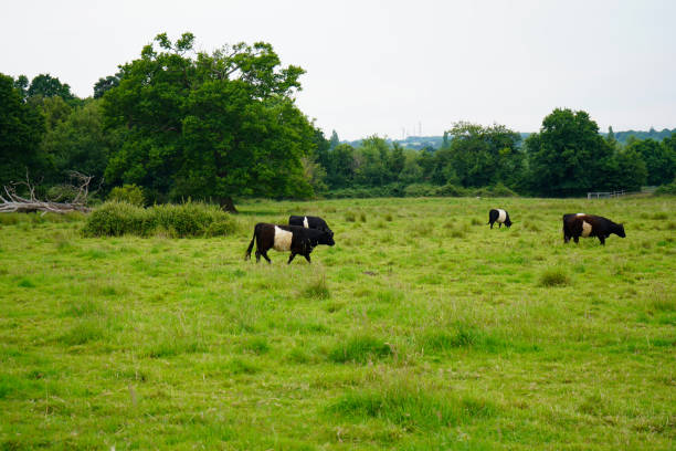 istock Lots of cows in a green pasture 1174474855