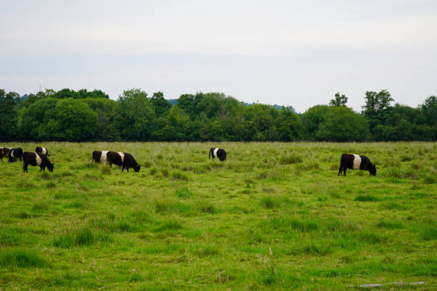 istock Lots of cows in a green pasture 1174474885