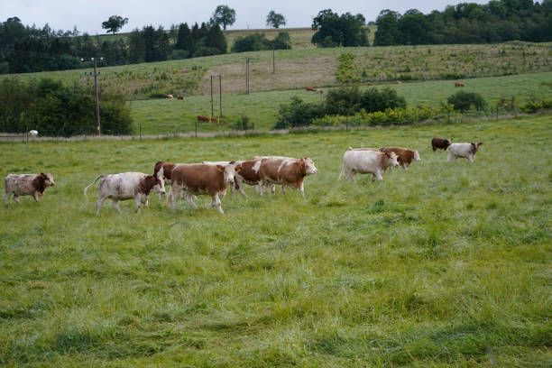 istock Lots of cows in a green pasture 1174474924