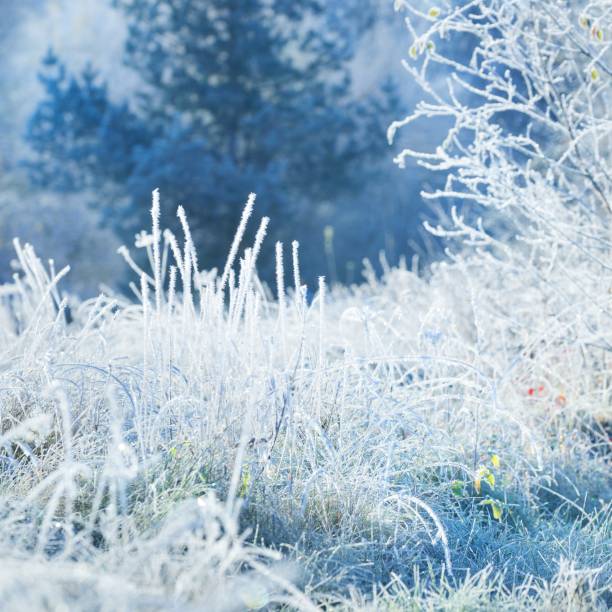 istock Frozen winter landscape. Trees with the hoar-frost 1174475506